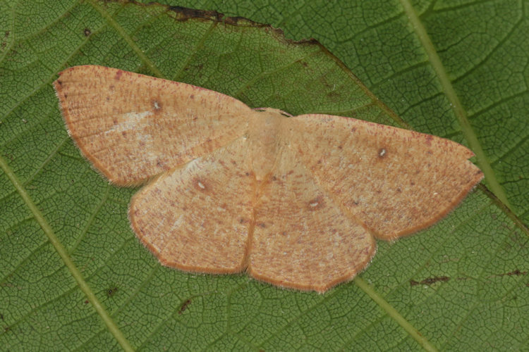 Cyclophora puppillaria: Bild 39