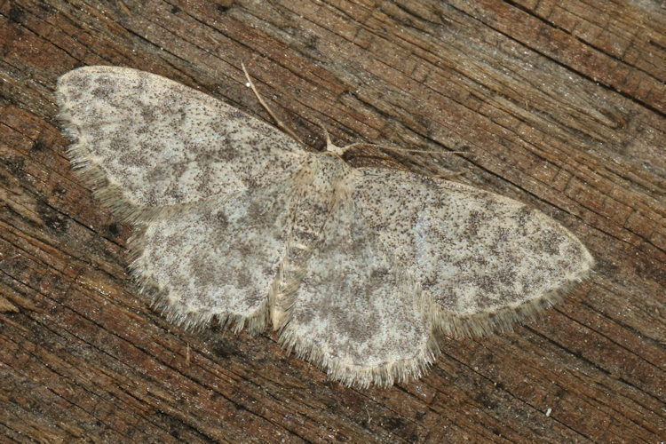 Idaea typicata: Bild 15