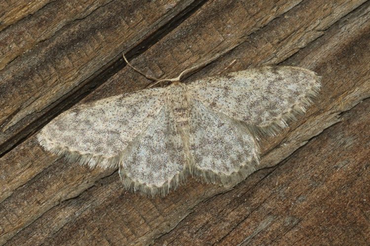 Idaea typicata: Bild 16