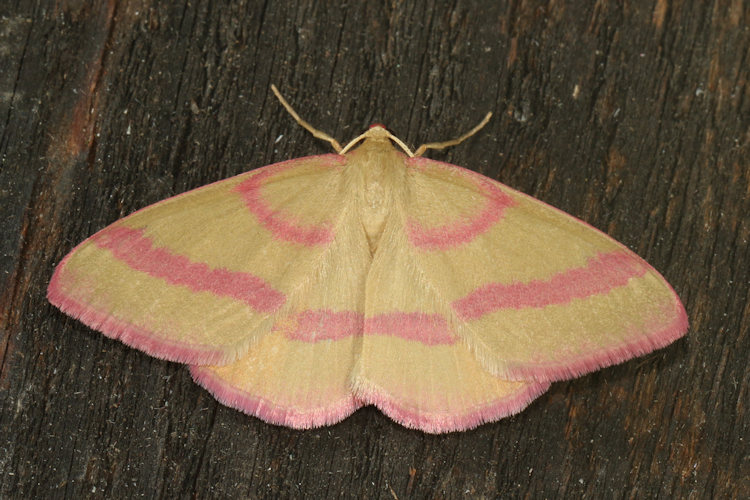 Rhodostrophia calabra: Bild 19