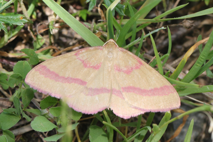 Rhodostrophia calabra: Bild 20