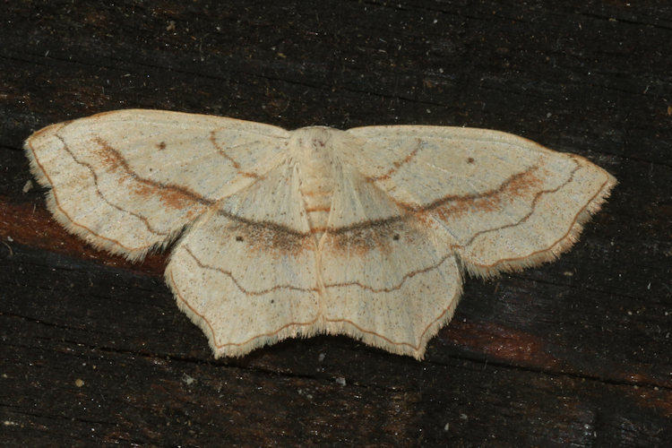 Scopula imitaria: Bild 17