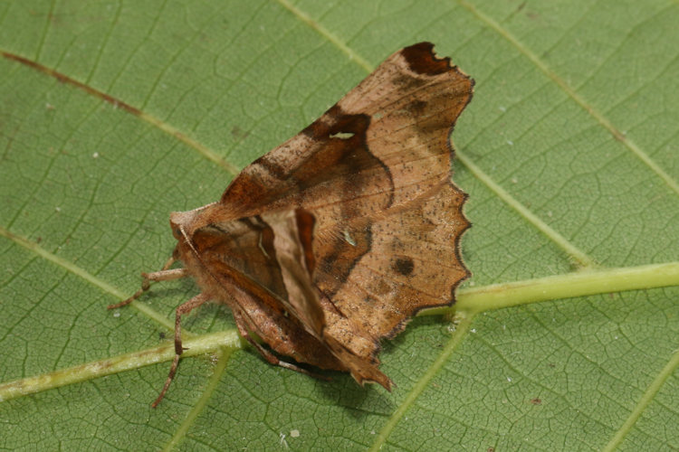 Selenia tetralunaria: Bild 11