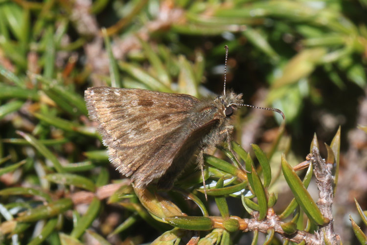 Erynnis tages: Bild 16