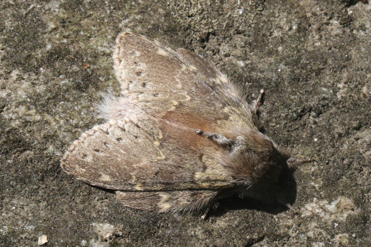 Stauropus fagi: Bild 8