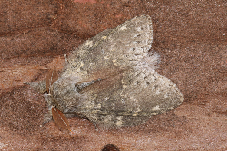 Stauropus fagi: Bild 9