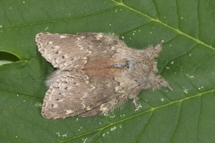 Stauropus fagi: Bild 10