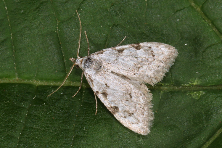 Nola confusalis: Bild 22
