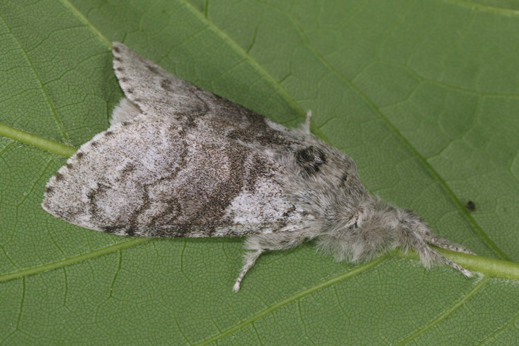 Calliteara pudibunda: Bild 13