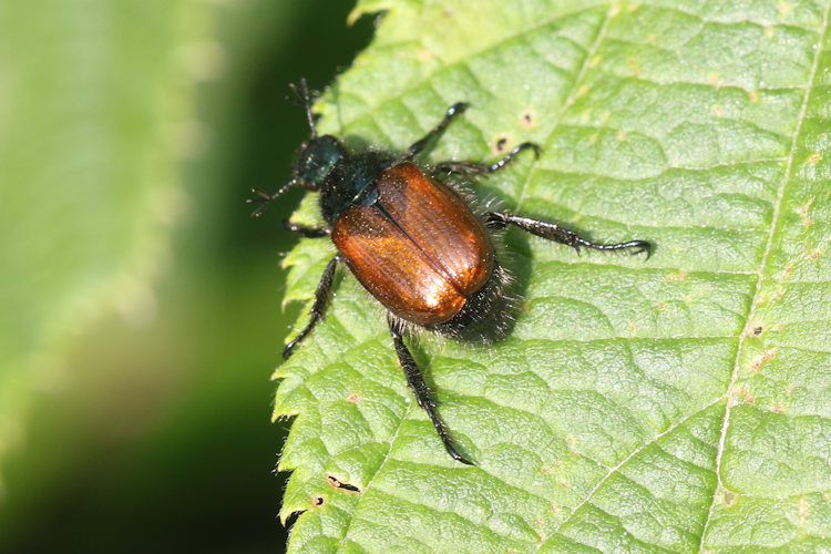 Phyllopertha horticola: Bild 2