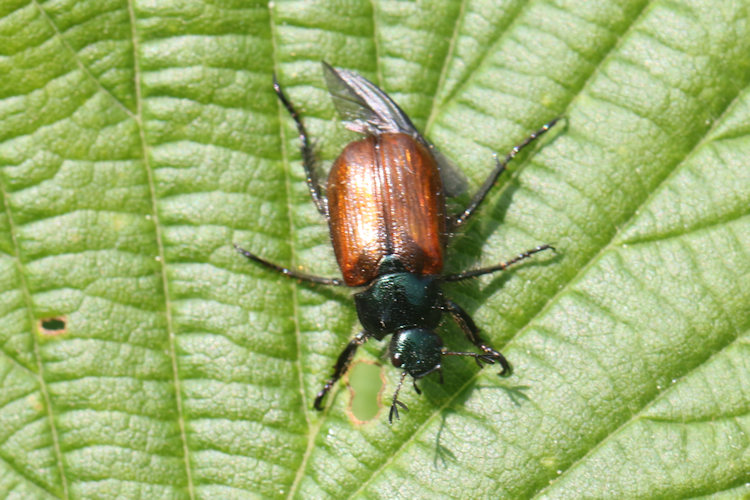 Phyllopertha horticola: Bild 3