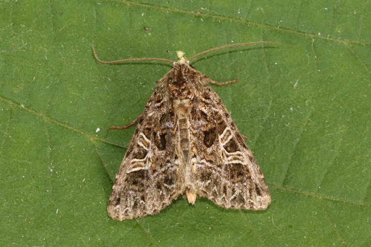 Sideridis rivularis: Bild 10