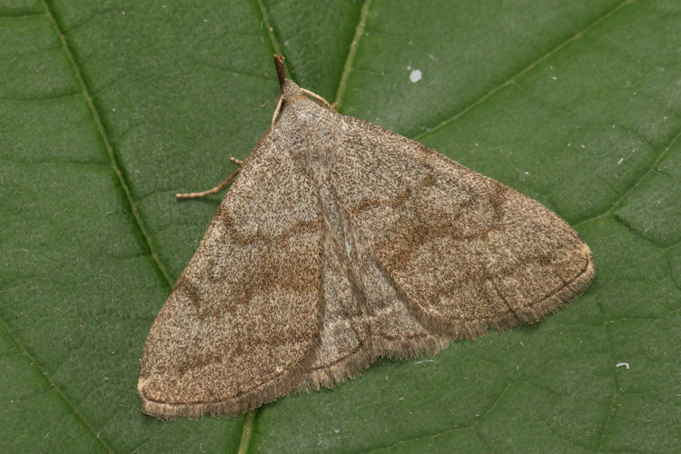 Pechipogo strigilata: Bild 12