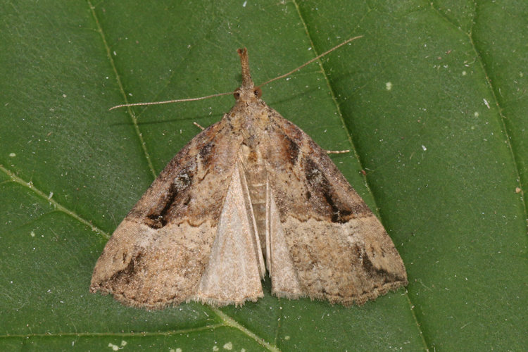 Hypena rostralis: Bild 11
