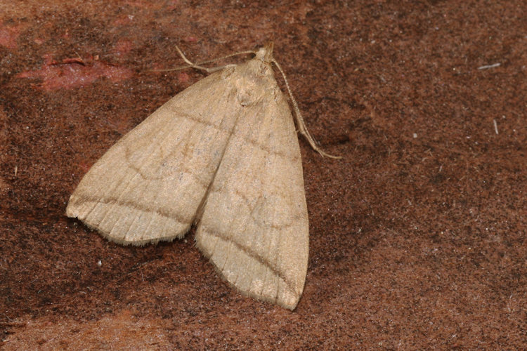 Herminia grisealis: Bild 11