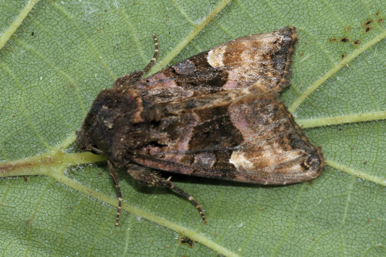 Euplexia lucipara: Bild 9