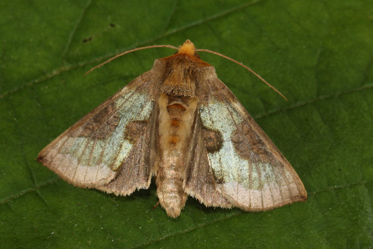 Diachrysia chrysitis: Bild 11