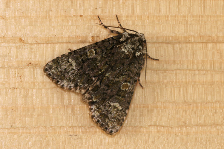 Craniophora ligustri: Bild 24