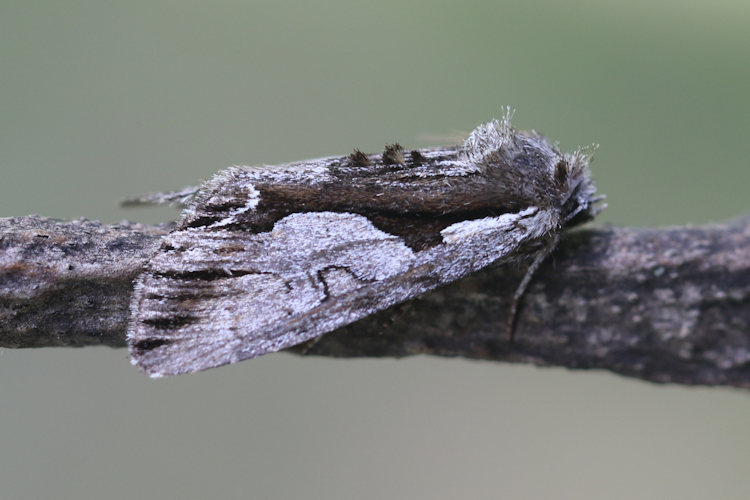 Calliergis ramosa: Bild 16