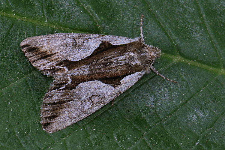 Calliergis ramosa: Bild 17