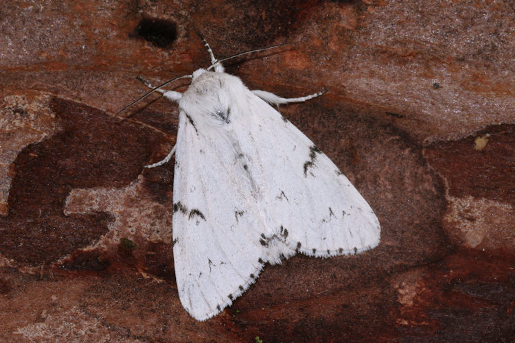 Acronicta leporina: Bild 14