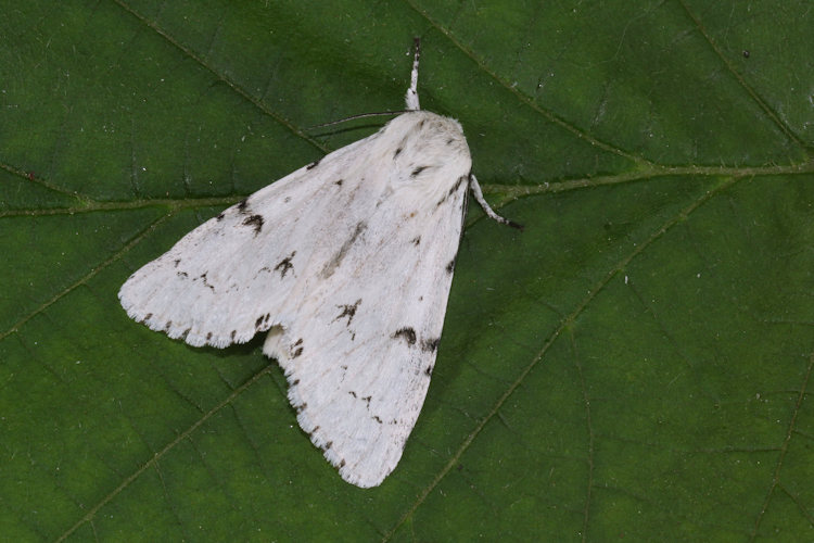 Acronicta leporina: Bild 15