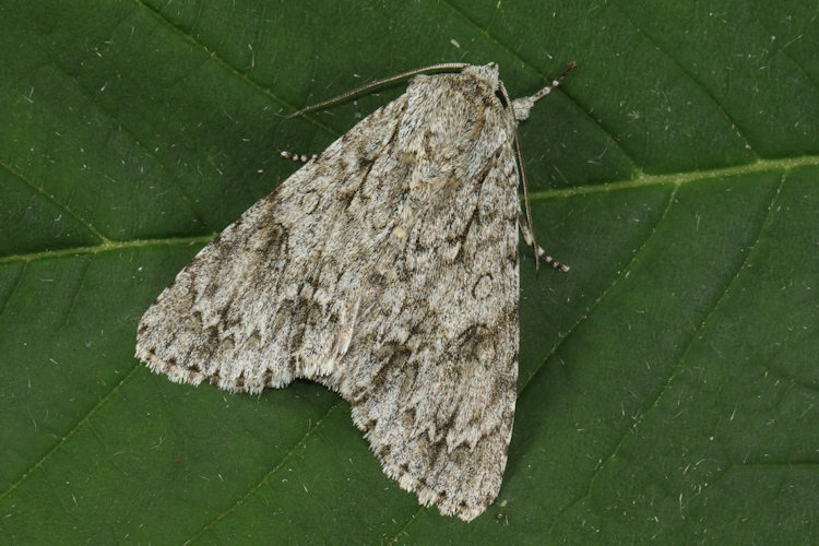 Acronicta aceris: Bild 14