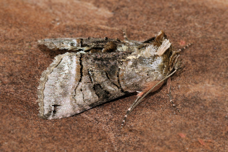 Abrostola tripartita: Bild 8