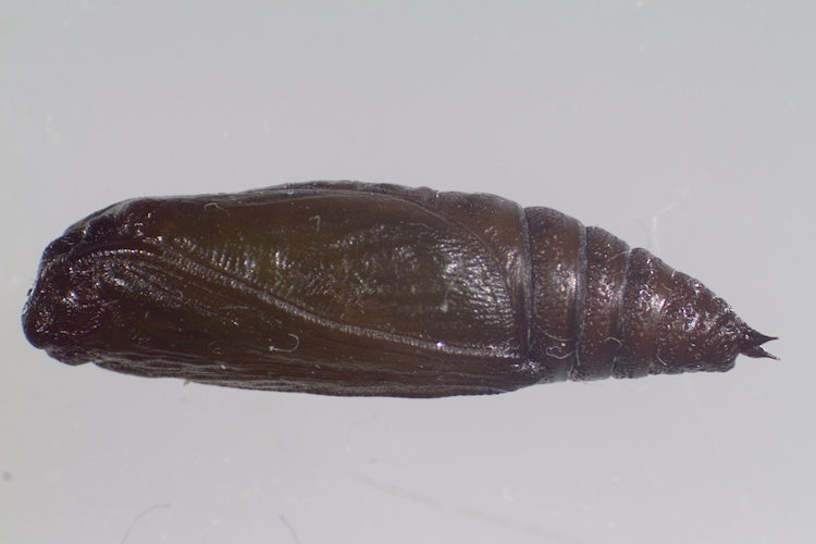 Chesias rufata: Bild 34