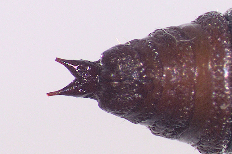 Chesias rufata: Bild 35