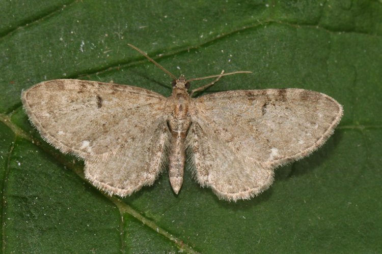 Eupithecia assimilata: Bild 7