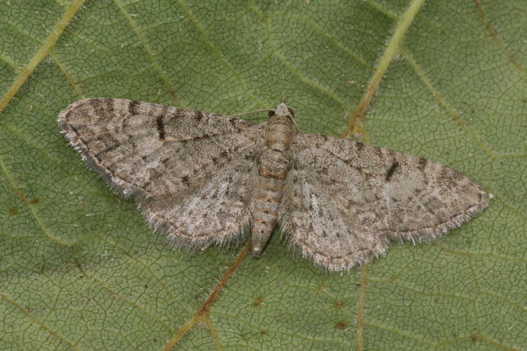 Eupithecia distinctaria: Bild 11
