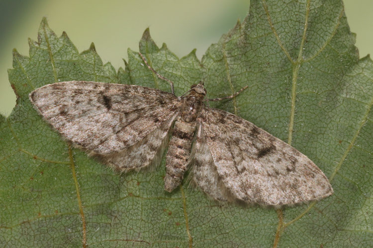 Eupithecia tantillaria: Bild 8