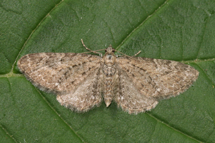 Eupithecia vulgata: Bild 23