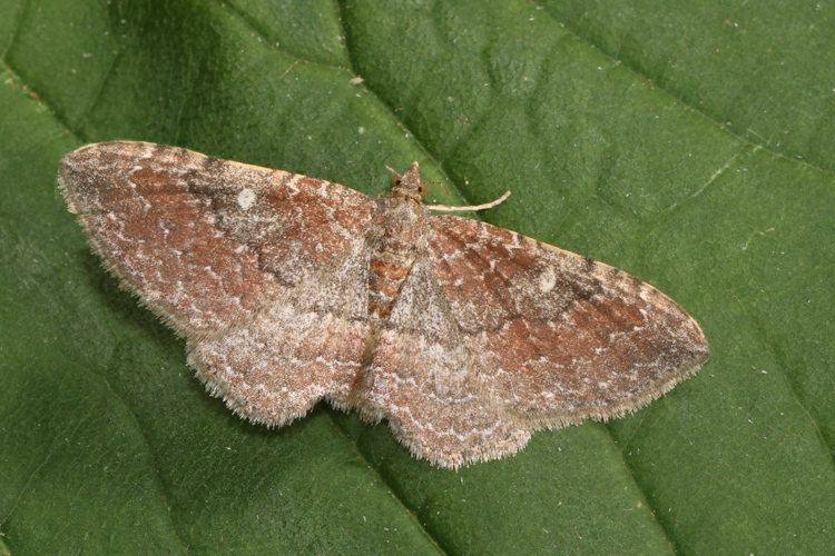 Orthonama obstipata: Bild 28