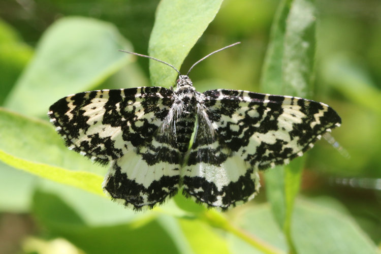 Rheumaptera hastata - Komplex: Bild 5