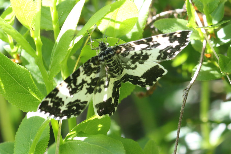 Rheumaptera hastata - Komplex: Bild 6