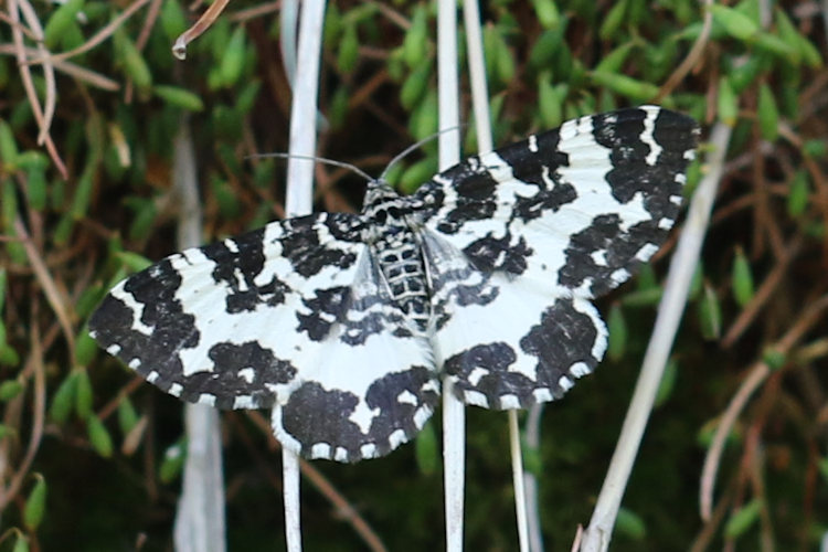 Rheumaptera hastata - Komplex: Bild 7