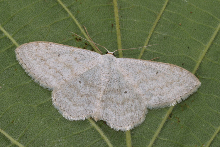 Scopula incanata: Bild 33