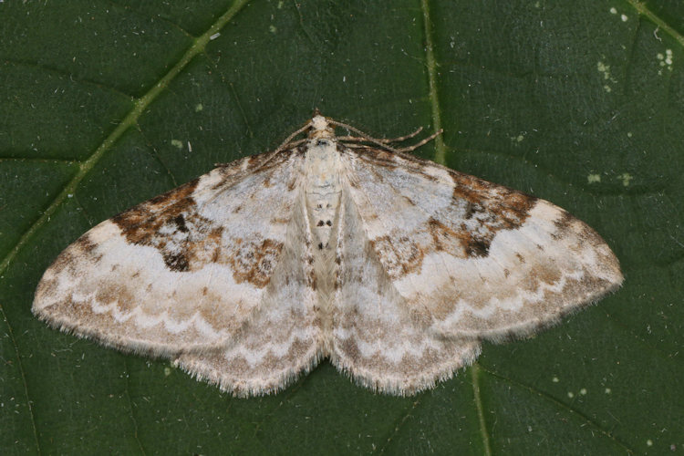 Xanthorhoe montanata: Bild 14