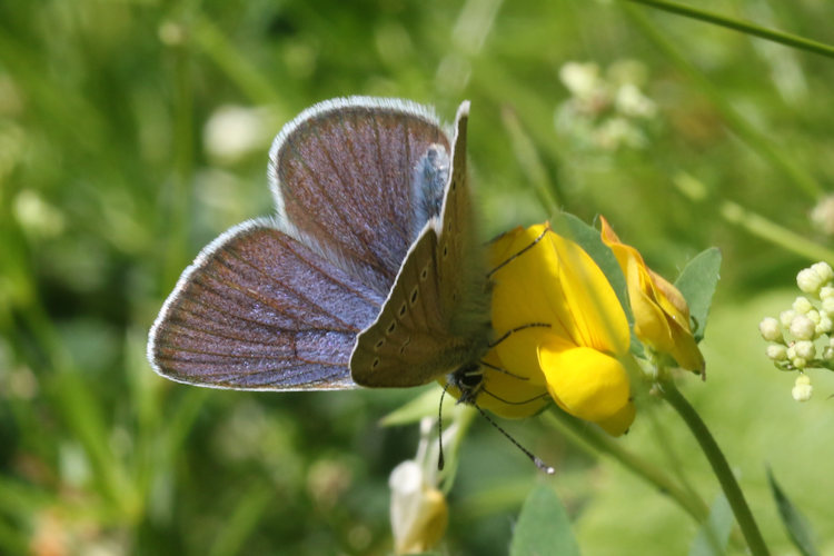Cyaniris semiargus: Bild 10