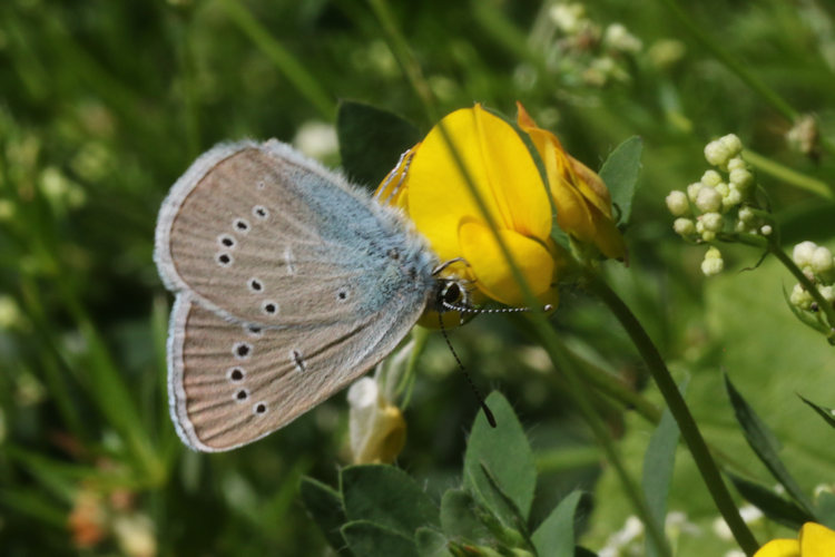 Cyaniris semiargus: Bild 17