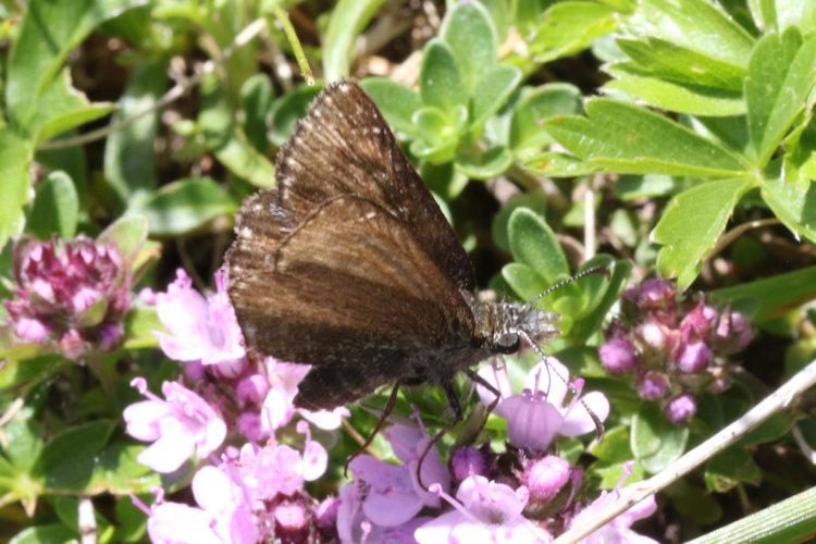 Erynnis tages: Bild 25