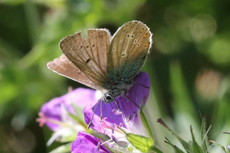 Eumedonia eumedon: Bild 17
