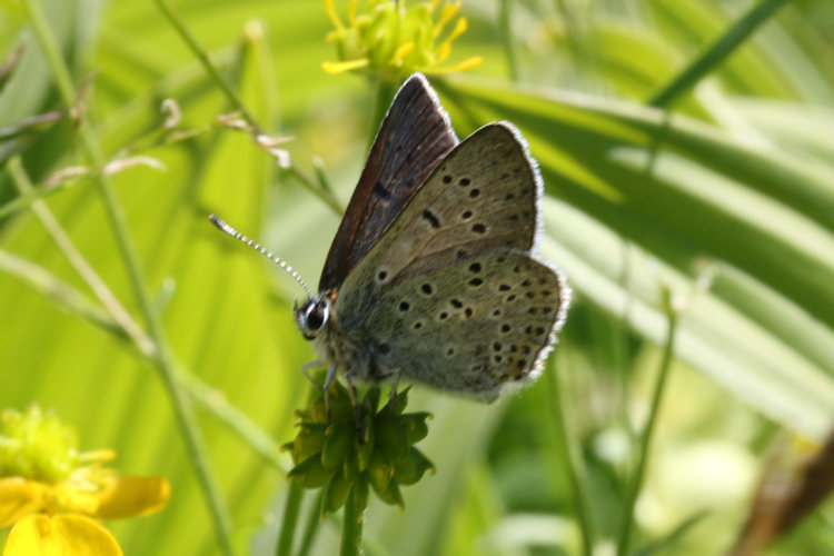 Lycaena tityrus subalpina: Bild 19