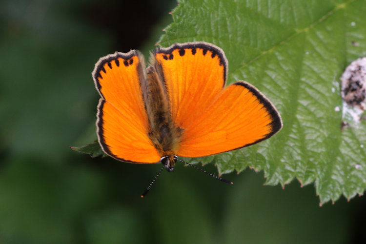 Lycaena virgaureae: Bild 12