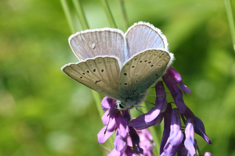Polyommatus amandus: Bild 34