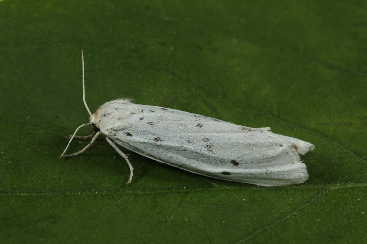 Coscinia cribraria: Bild 21