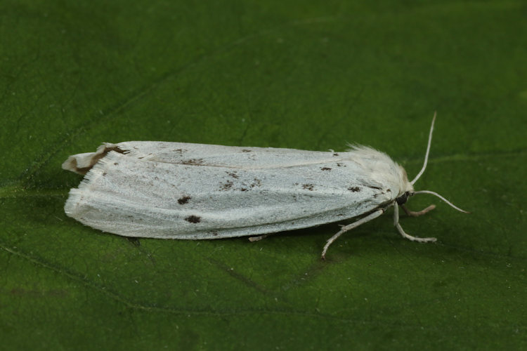 Coscinia cribraria: Bild 22
