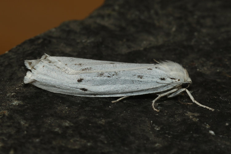 Coscinia cribraria: Bild 23